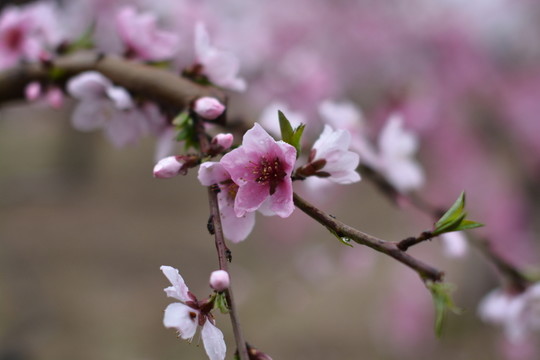 桃花15