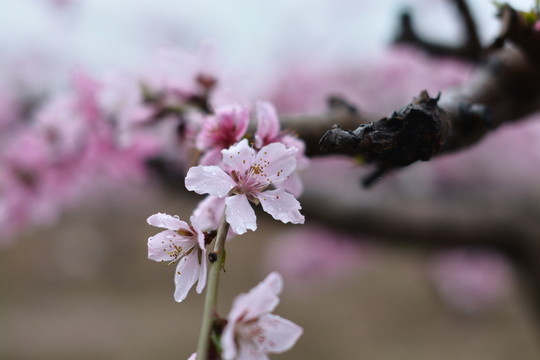 桃花2