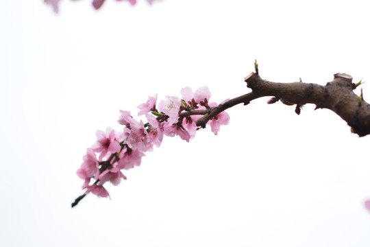 桃花5