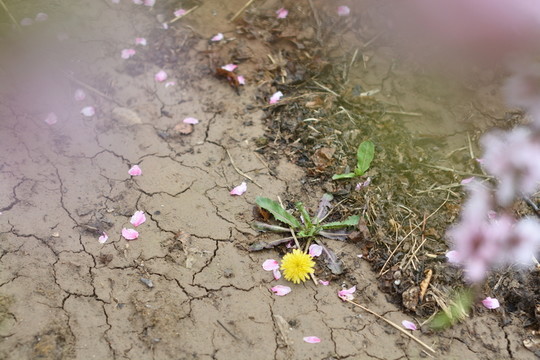 桃花