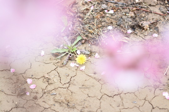 蒲公英