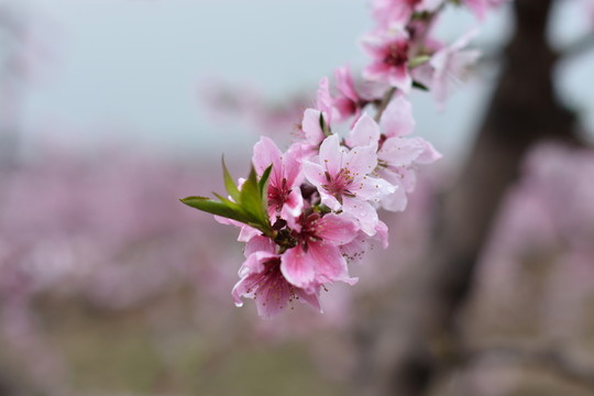 桃花66