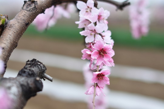 桃花 春天 花朵 桃樹(shù) 花卉
