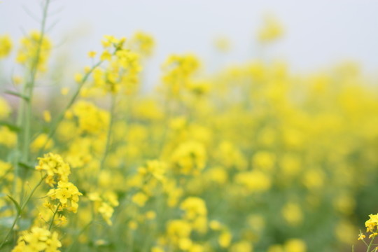 油菜花 自然 原野 春天 花田