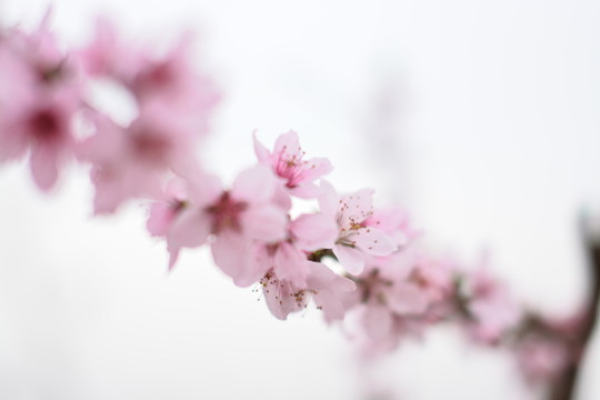 桃花102