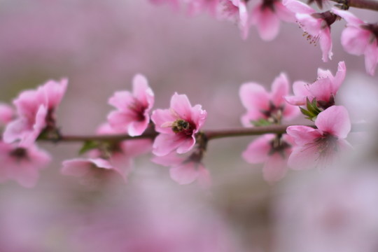 桃花98