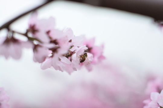 桃花97