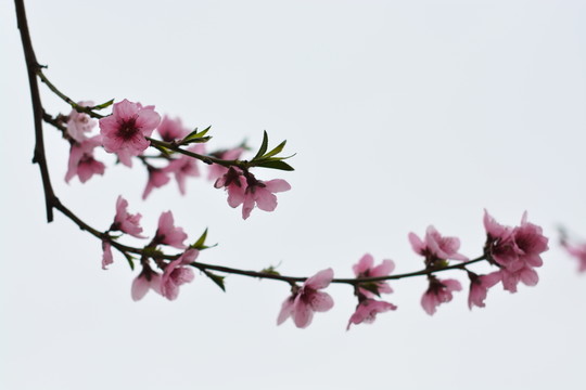 桃花83