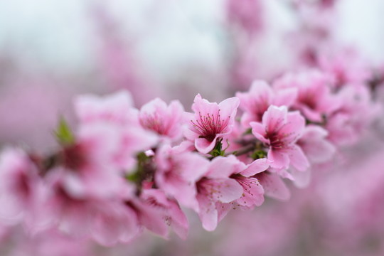 桃花88