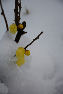 南京雨花臺(tái)雪景