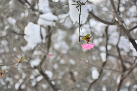 雪中開放的垂絲海棠花