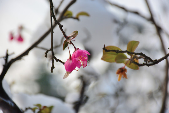 雪中開放的垂絲海棠花