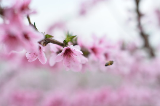 桃花 春天 花朵 桃樹 花卉