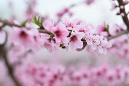 桃花 春天 花朵 桃樹 花卉