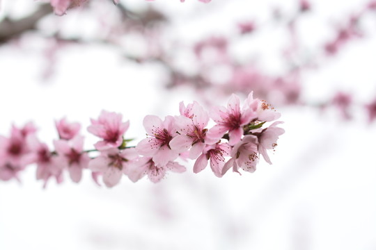 桃花 花朵