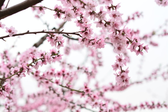 桃花