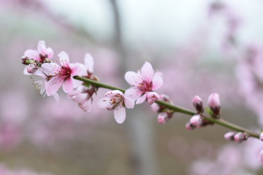 桃花 春天 桃樹 花朵 植物