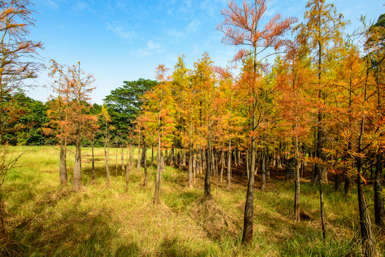 紅杉林