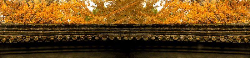 墻頭 樹(shù)葉