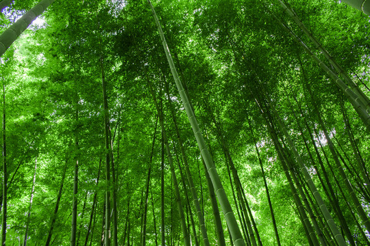 綠色竹林