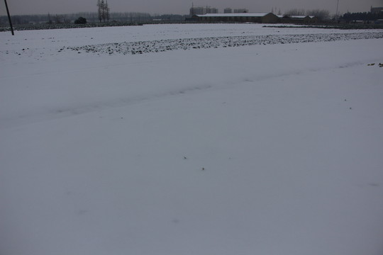 雪地 （4）