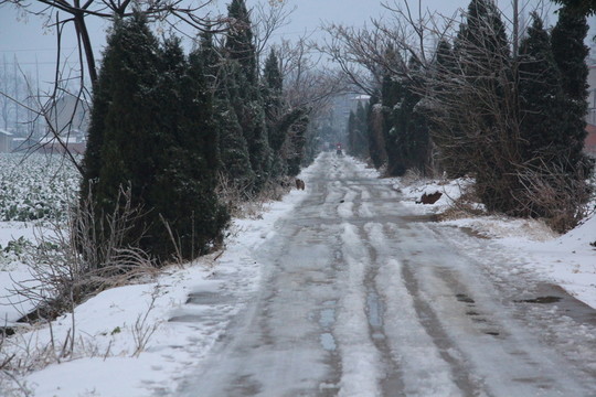 雪地 （11）