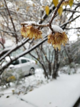 寒冬冰雪梅花開 （1）