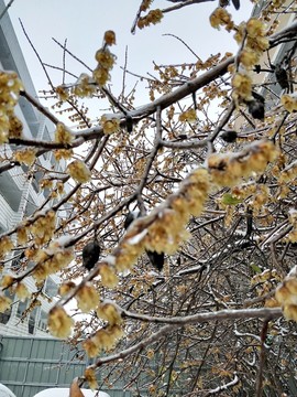 寒冬冰雪梅花開 （8）