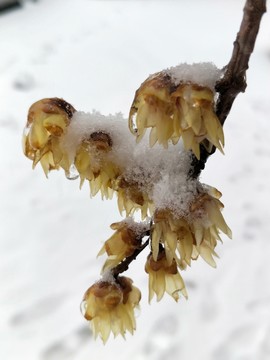 寒冬冰雪梅花開 （11）