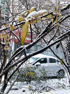 寒冬冰雪梅花開 （14）