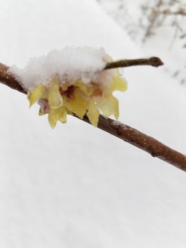 寒冬冰雪梅花開 （15）