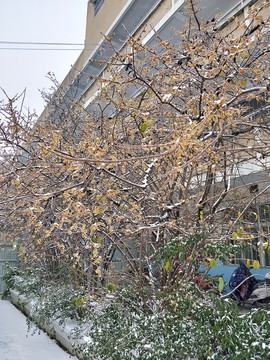 寒冬冰雪梅花開 （10）