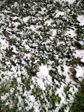 冰天雪地 （6）