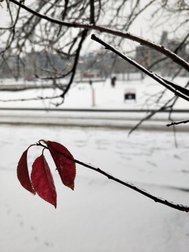 冰天雪地 （37）
