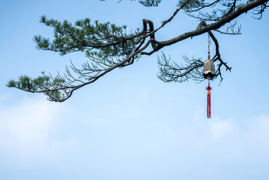 松樹上的銅鐘