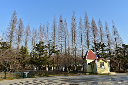 杉樹小徑