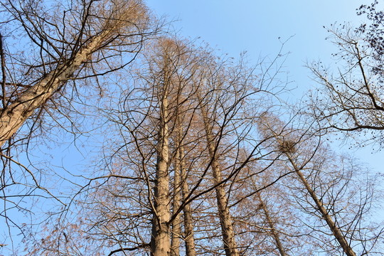水杉樹