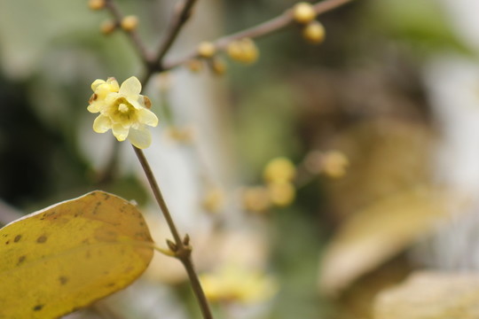 盛開的迎春花