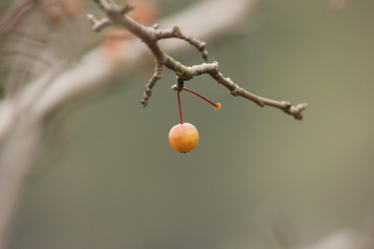 果實