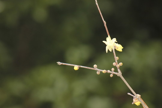 盛開的迎春花
