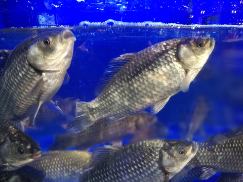 鯽魚