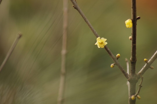 盛開的迎春花