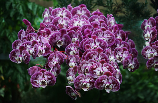 蝴蝶花