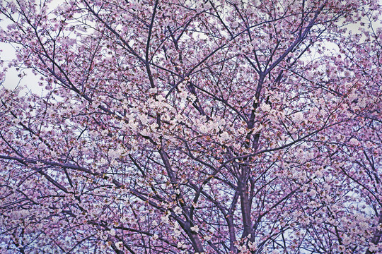 櫻花