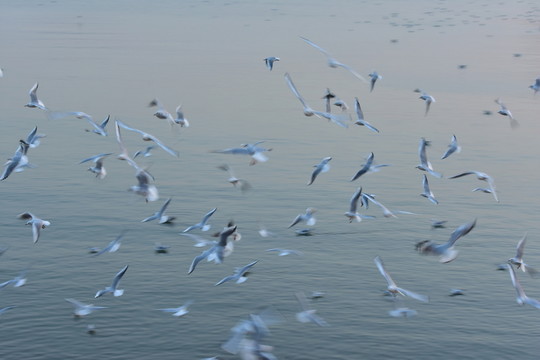 展翅飛翔群海鷗