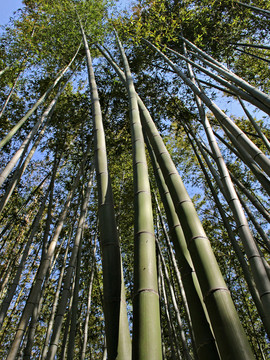 竹林 竹子素材 竹林背景