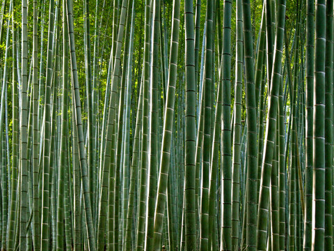 竹林 竹子素材 竹林背景