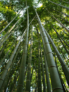 竹林 竹子素材 竹林背景