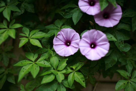 牽牛花