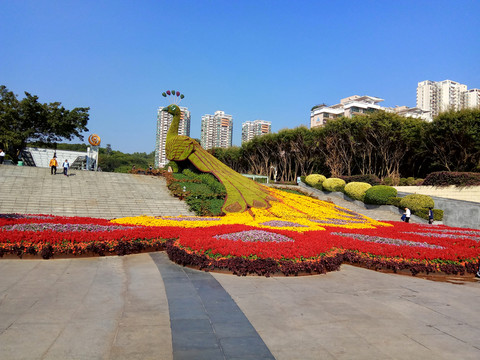 孔雀 孔雀花壇 孔雀開(kāi)屏